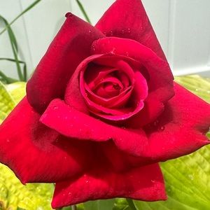 Meet your Posher, Cocoa